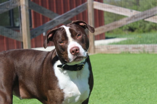 Buc-ee, an adoptable Pit Bull Terrier in Chestertown, MD