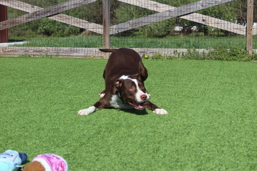 BUC-EE - Pit Bull Terrier available for adoption