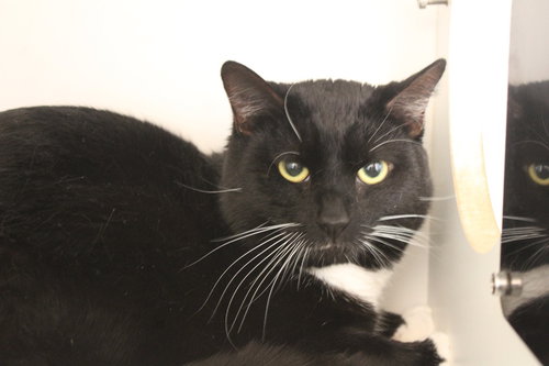 Penguin, Adult Domestic Short Hair, cat for adoption in Dover, Delaware