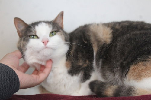 Tooth Fairy, Adult Domestic Short Hair, cat for adoption in Dover, Delaware
