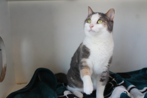 TOOTH FAIRY - Domestic Short Hair available for adoption