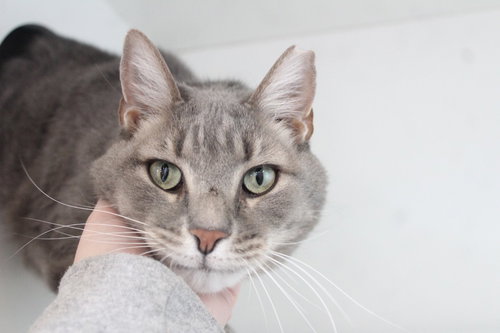 Jaslow, Adult Domestic Short Hair, cat for adoption in Dover, Delaware