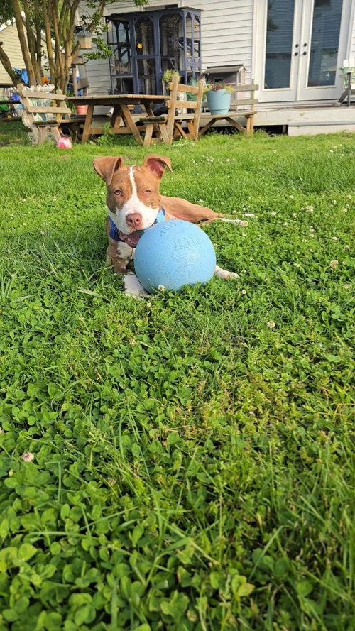 Emmett, an adoptable Pit Bull Terrier in Chestertown, MD