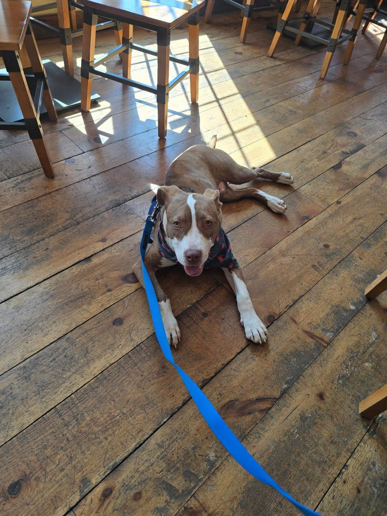 Emmett