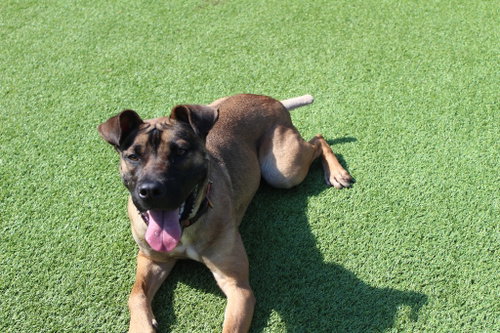 Sage, an adoptable Belgian Shepherd Malinois in Chestertown, MD
