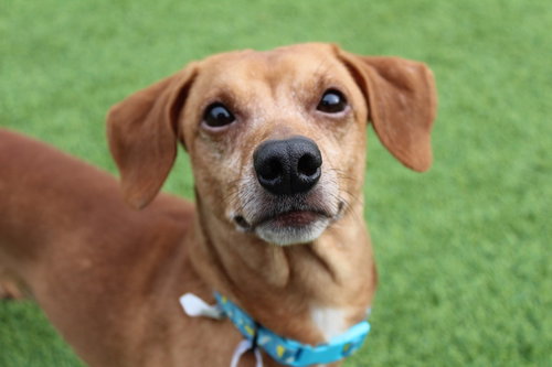 Oscar Mayer, an adoptable Dachshund in Chestertown, MD