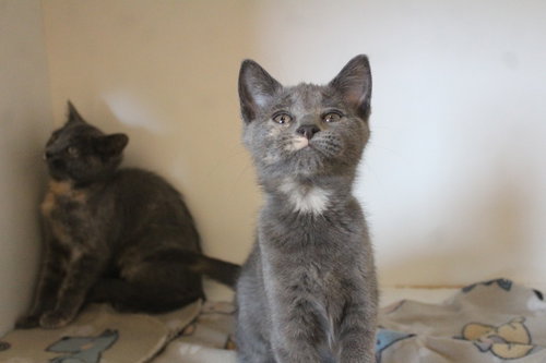Gee Whiz, an adoptable Domestic Short Hair in Chestertown, MD