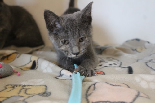 GEE WHIZ - Domestic Short Hair available for adoption