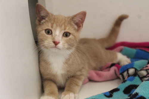 Aw Shucks, an adoptable Domestic Short Hair in Chestertown, MD