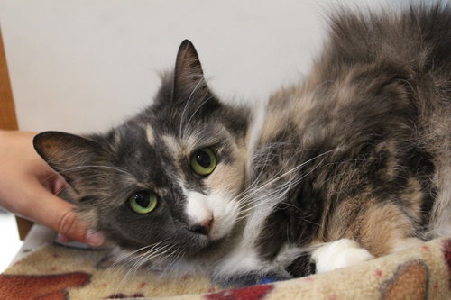 Reading Rainbow, an adoptable Domestic Long Hair in Chestertown, MD
