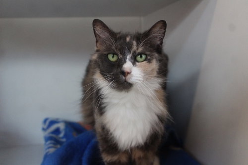 READING RAINBOW - Domestic Long Hair available for adoption