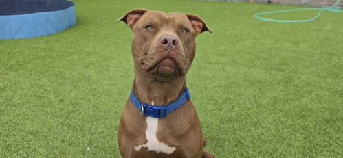 FORD - Pit Bull Terrier available for adoption