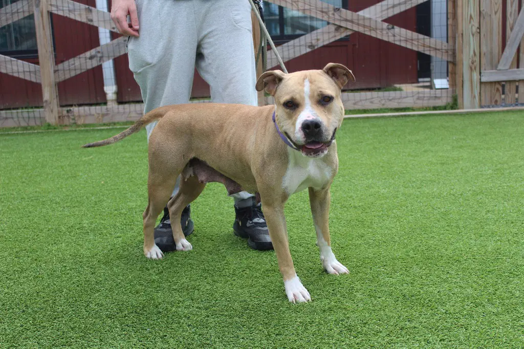 Sugar - Pit Bull Terrier