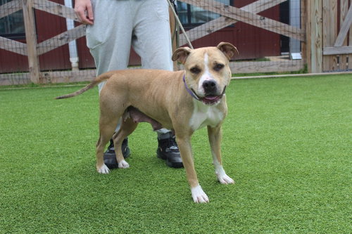 Sugar, an adoptable Pit Bull Terrier in Chestertown, MD