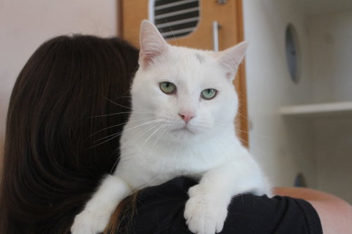 TUNDRA - Domestic Short Hair available for adoption