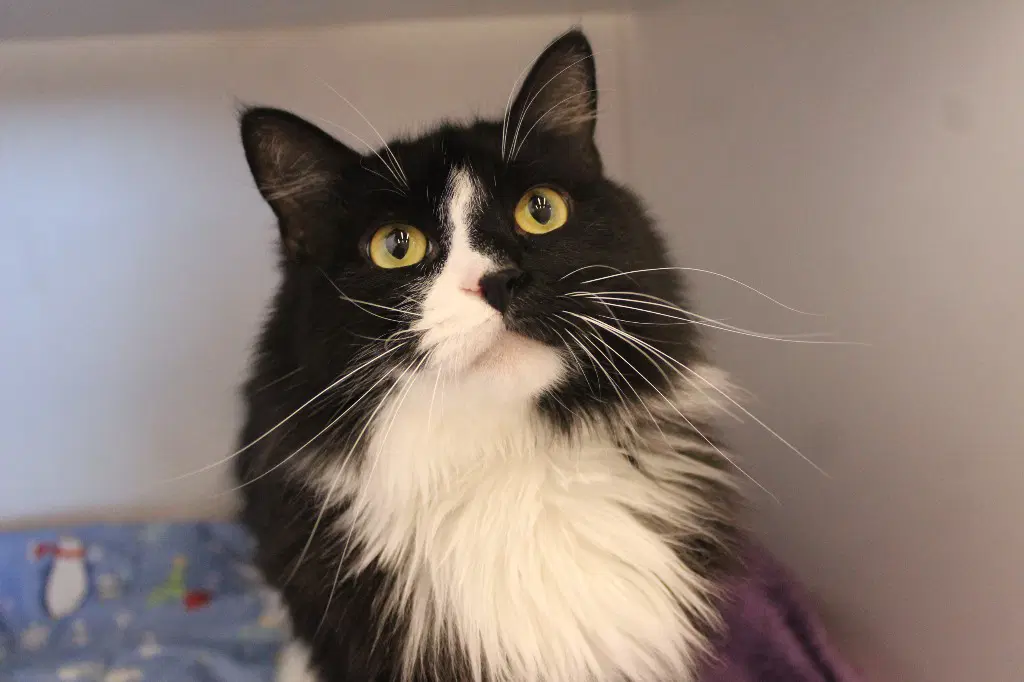 A Boy Named Sue - Domestic Medium Hair