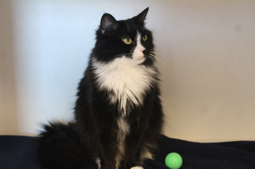 A BOY NAMED SUE - Domestic Medium Hair available for adoption