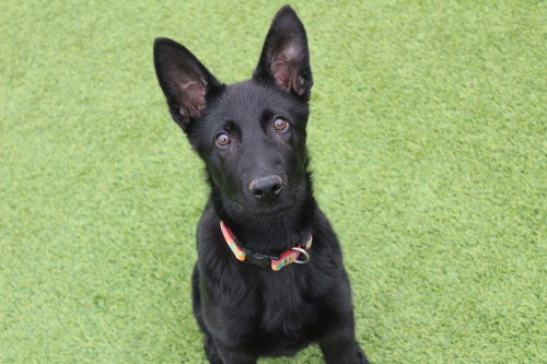 Jitterbug, an adoptable German Shepherd Dog in Chestertown, MD