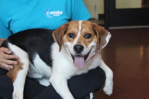 Colt, an adoptable Beagle in Chestertown, MD