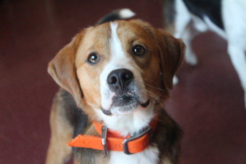Ruger, an adoptable Beagle in Chestertown, MD