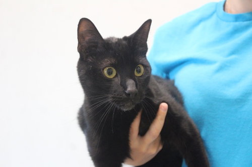 Tommy, Young Domestic Short Hair, cat for adoption in Bowie, Maryland