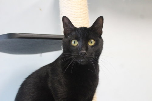 Tommy, Young Domestic Short Hair, cat for adoption in Annapolis, Maryland