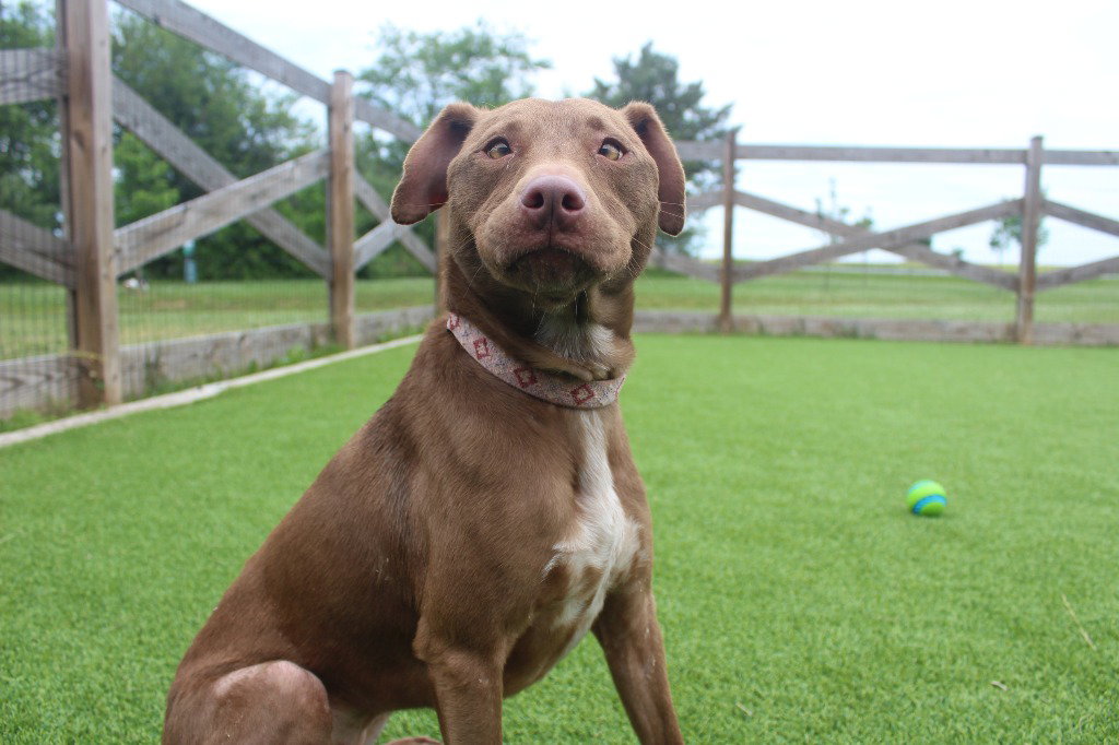 Hei Hei Image