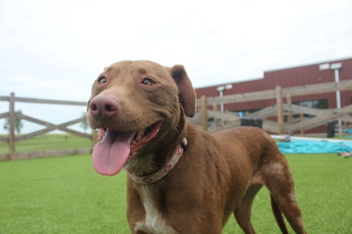 HEI HEI - Terrier / Pit Bull Terrier available for adoption