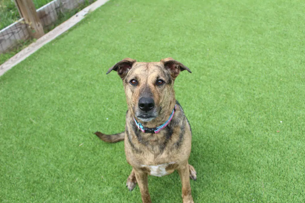 Riley image 2