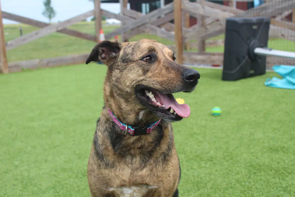 Riley image 3