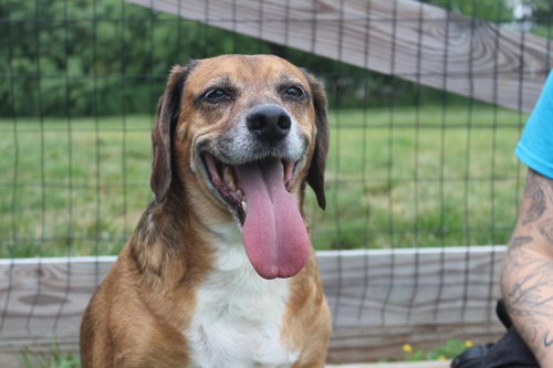BENJI - Beagle / Terrier for adoption in Dover