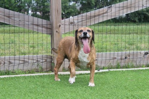 BENJI - Beagle / Terrier available for adoption