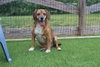 Benji - Photo 3