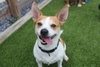 Corky - Photo 1
