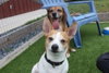 Corky - Photo 2