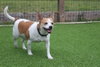 Corky - Photo 3