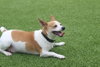 Corky - Photo 4