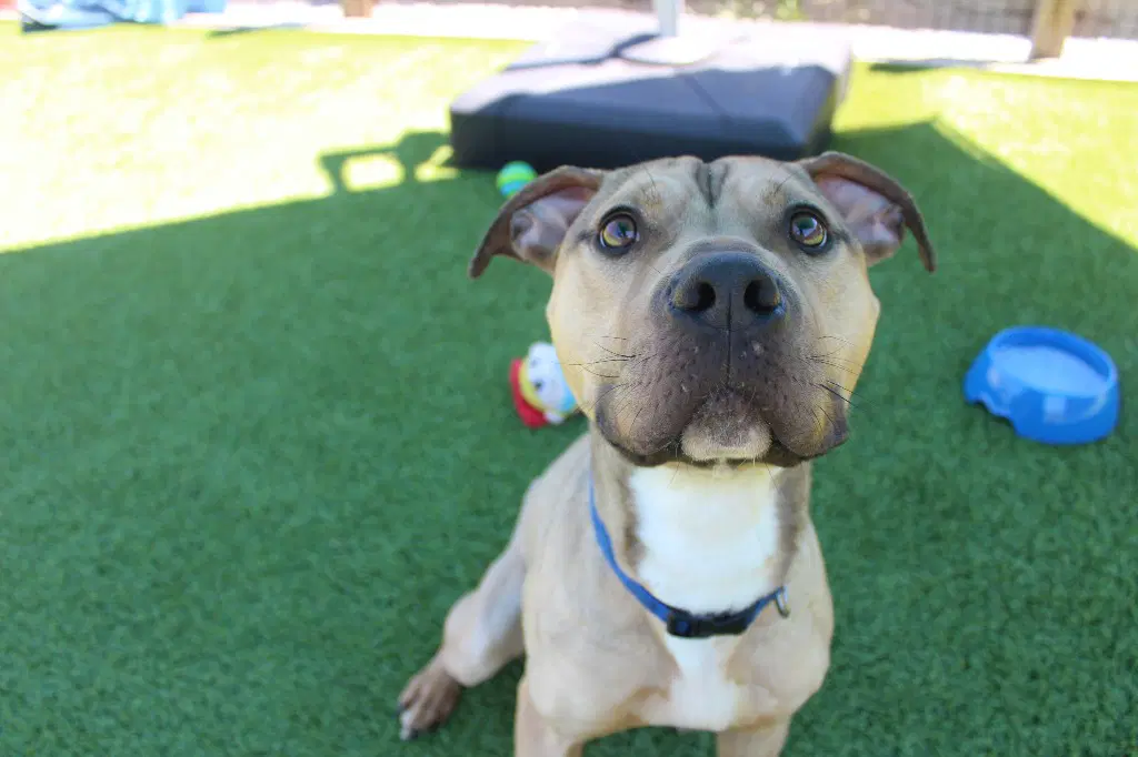 Anchor - Pit Bull Terrier