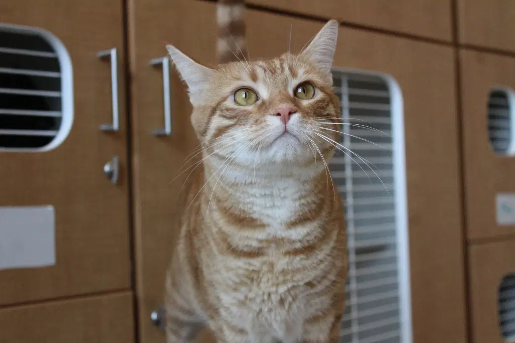 Prince - Domestic Short Hair