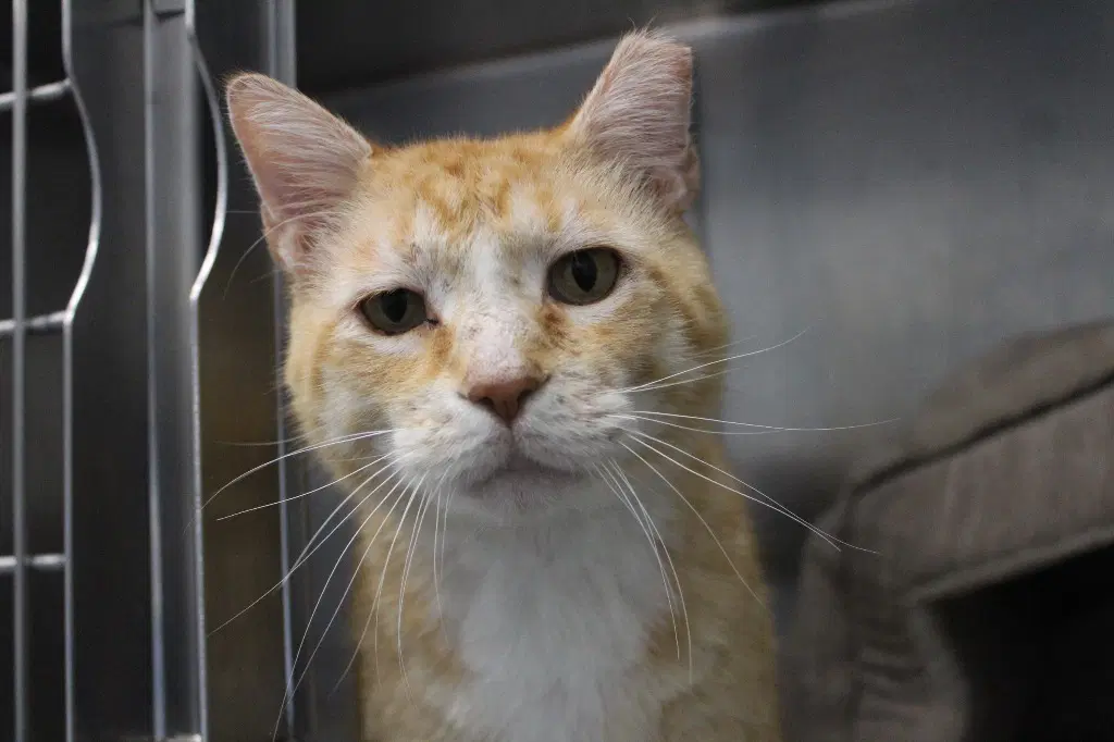 Bubble Boy - Domestic Short Hair