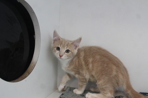 Bidoof, an adoptable Domestic Short Hair in Chestertown, MD