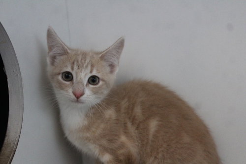 Rowlet, an adoptable Domestic Short Hair in Chestertown, MD
