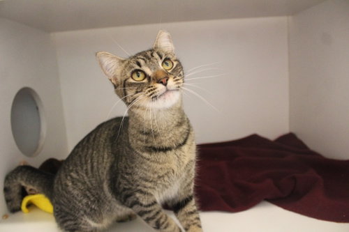 Pint‑Sized Paws, an adoptable Domestic Short Hair in Chestertown, MD