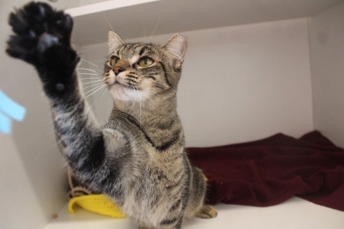 Pint‑Sized Paws photo 3