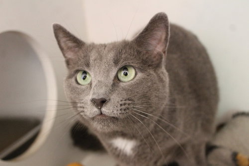 Nimbus, an adoptable Domestic Short Hair in Chestertown, MD