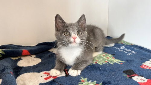 Hickory, an adoptable Domestic Short Hair in Chestertown, MD