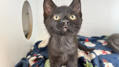 Dock, an adoptable Domestic Short Hair in Chestertown, MD