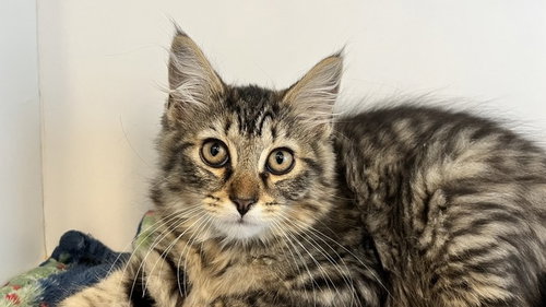 Furby, an adoptable Domestic Short Hair in Chestertown, MD