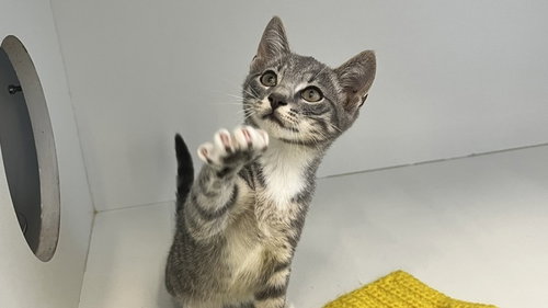 Sherlock, an adoptable Domestic Short Hair in Chestertown, MD