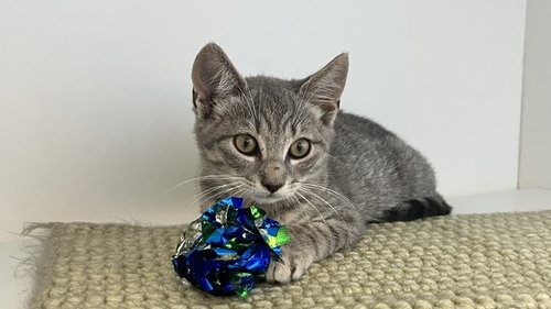 Watson, an adoptable Domestic Short Hair in Chestertown, MD